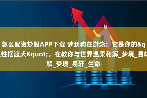 怎么配资炒股APP下载 梦到狗在游泳：它是你的"灵性摆渡犬"，在教你与世界温柔和解_梦境_易轩_生命